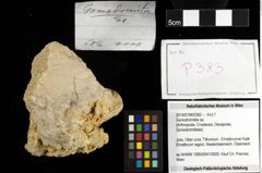 Foto (Objekt + Etiketten) von Goniodromites sp. 